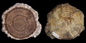 petrified wood